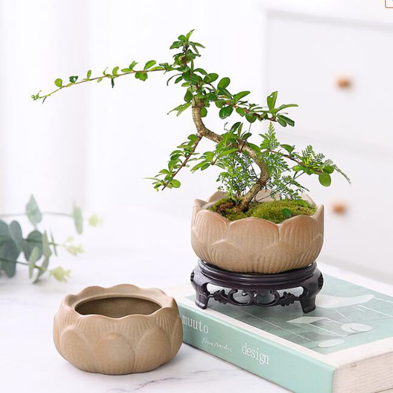 Coarse Pottery Lotus Green Pla - Bonsai Garden Art 评论和价格